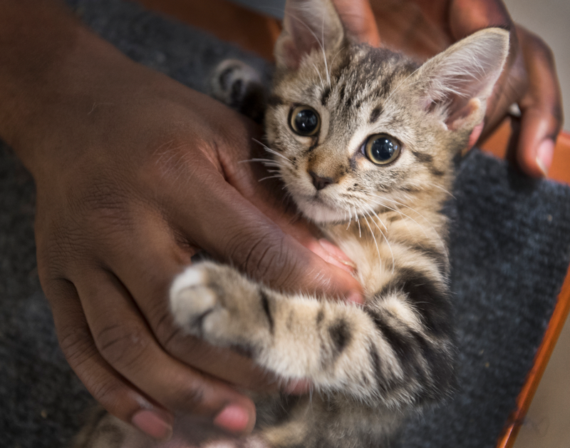 “I hope this human stops petting me so I can go barf in their shoes.” (Photo: The Washington Post/Getty Images)